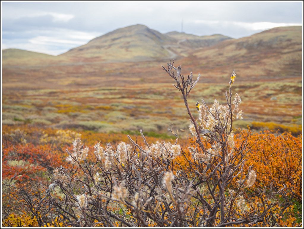 Dovrefjell