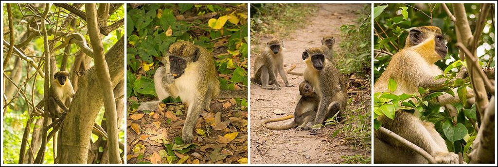 Bijilo Forest Park, Gambia