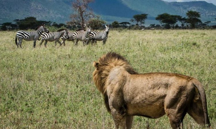 5-Days-Kenya-Wildlife-safari-Amboseli-and-Tsavo-national-parks-750x450