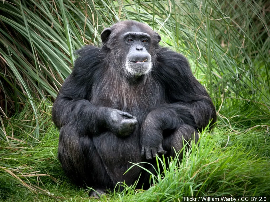 Mistakes To Avoid When Booking Chimp Habituation Permits