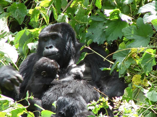 gorilla-and-kid-bwindi-600x450