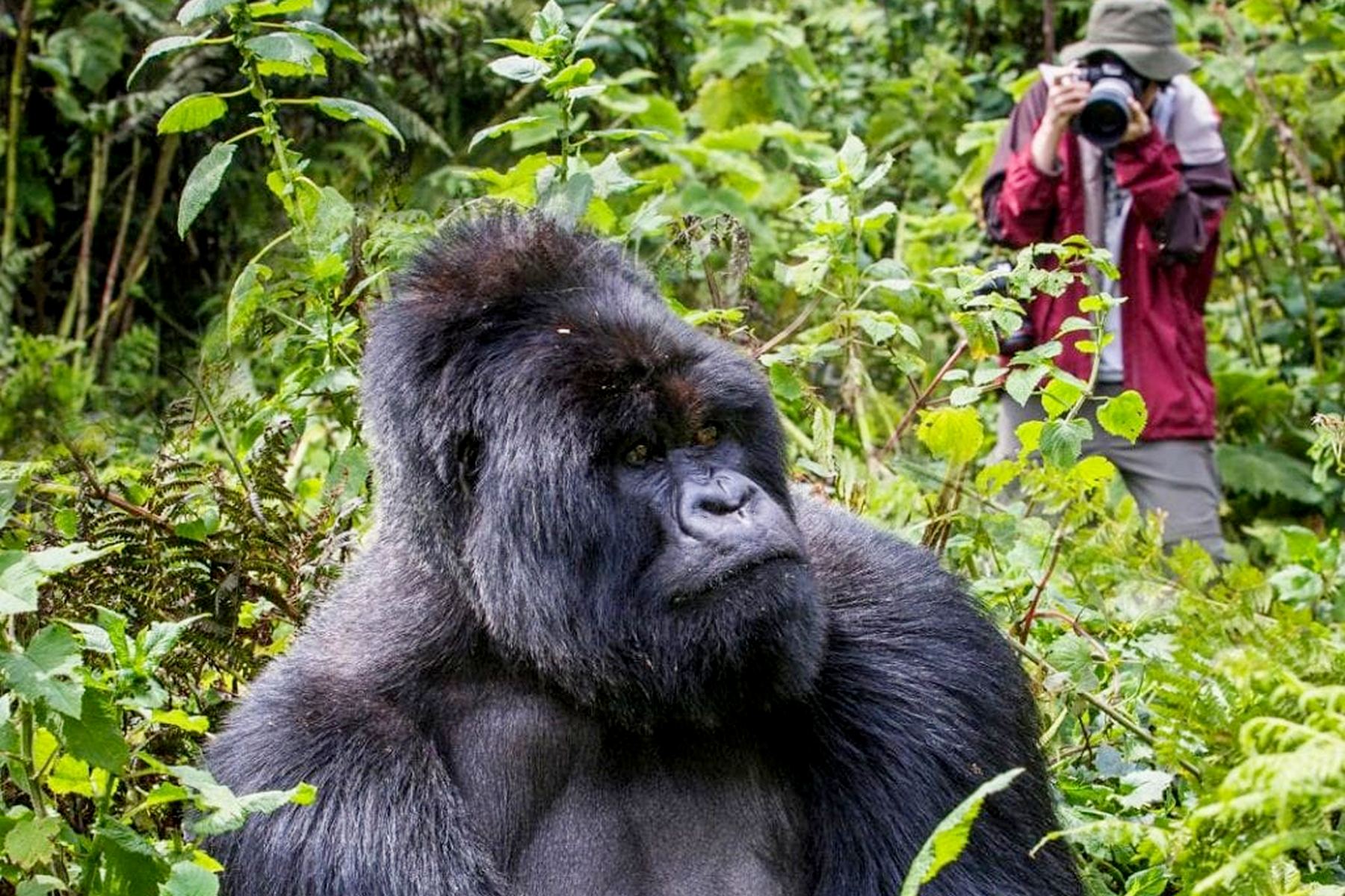 Gorilla-Trekking-in-Uganda