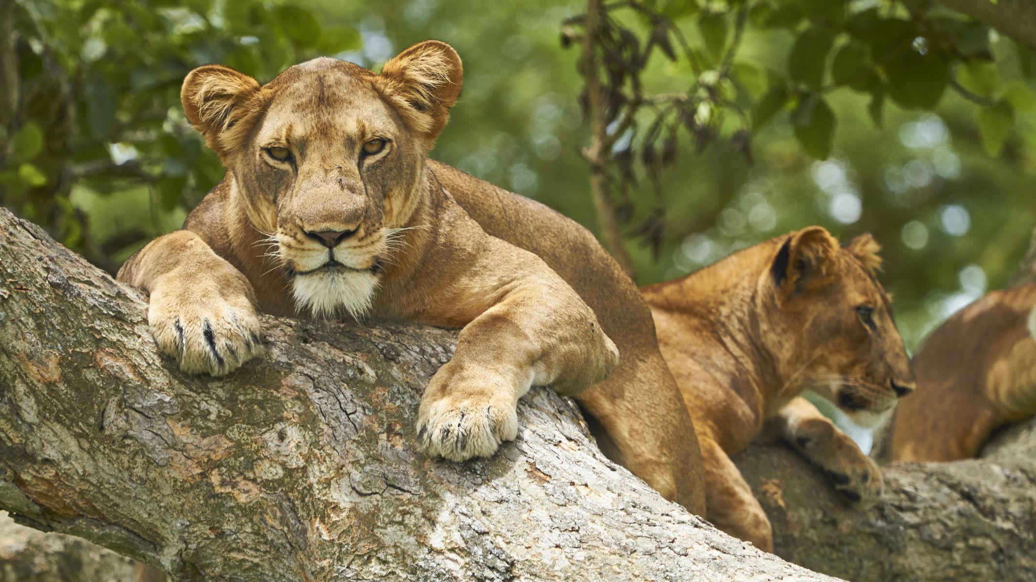 Queen-elizabeth-national-park-Uganda