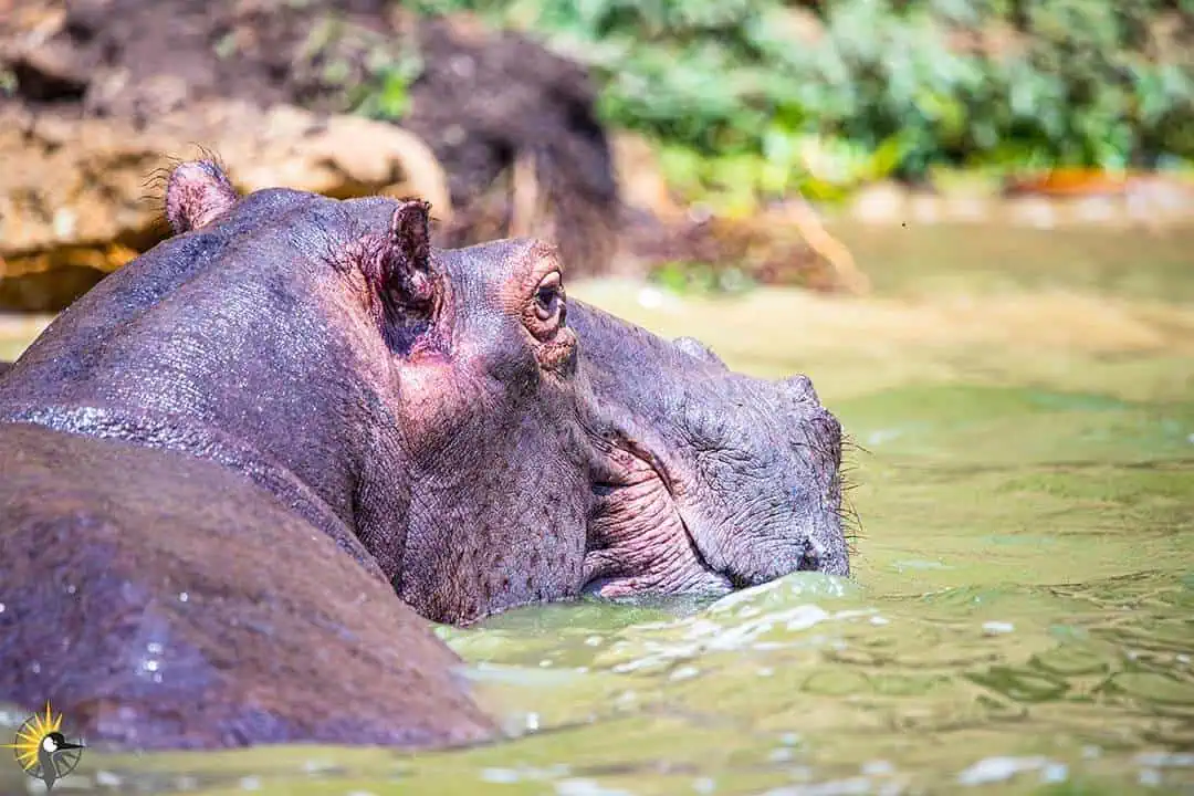 hippo side close up