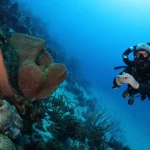 rebreather diving curacao goby divers try rebreather diving