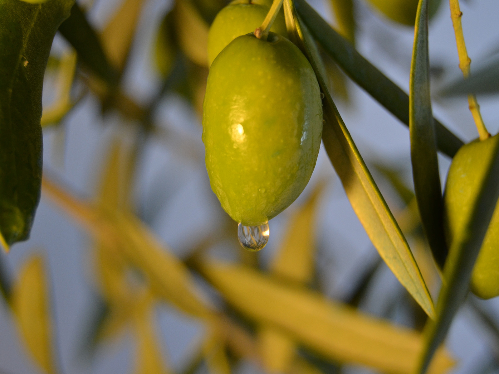 Claves de la normativa FSMA en Estados Unidos para la empresa agroalimentaria andaluza.