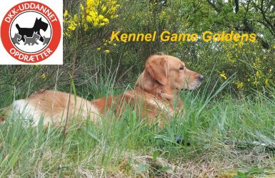 Kennel Game Goldens