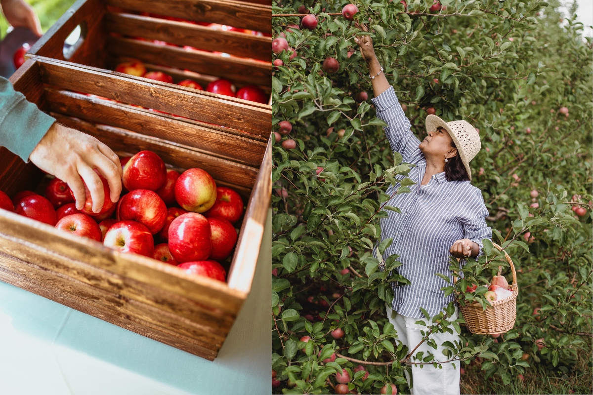 Woman picking Apples and holding a basket