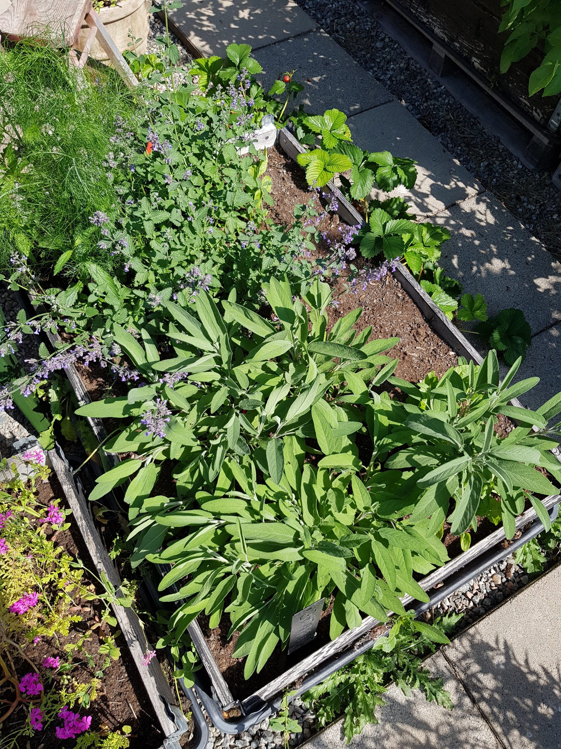 Salvia är bra vid förkylning med hosta