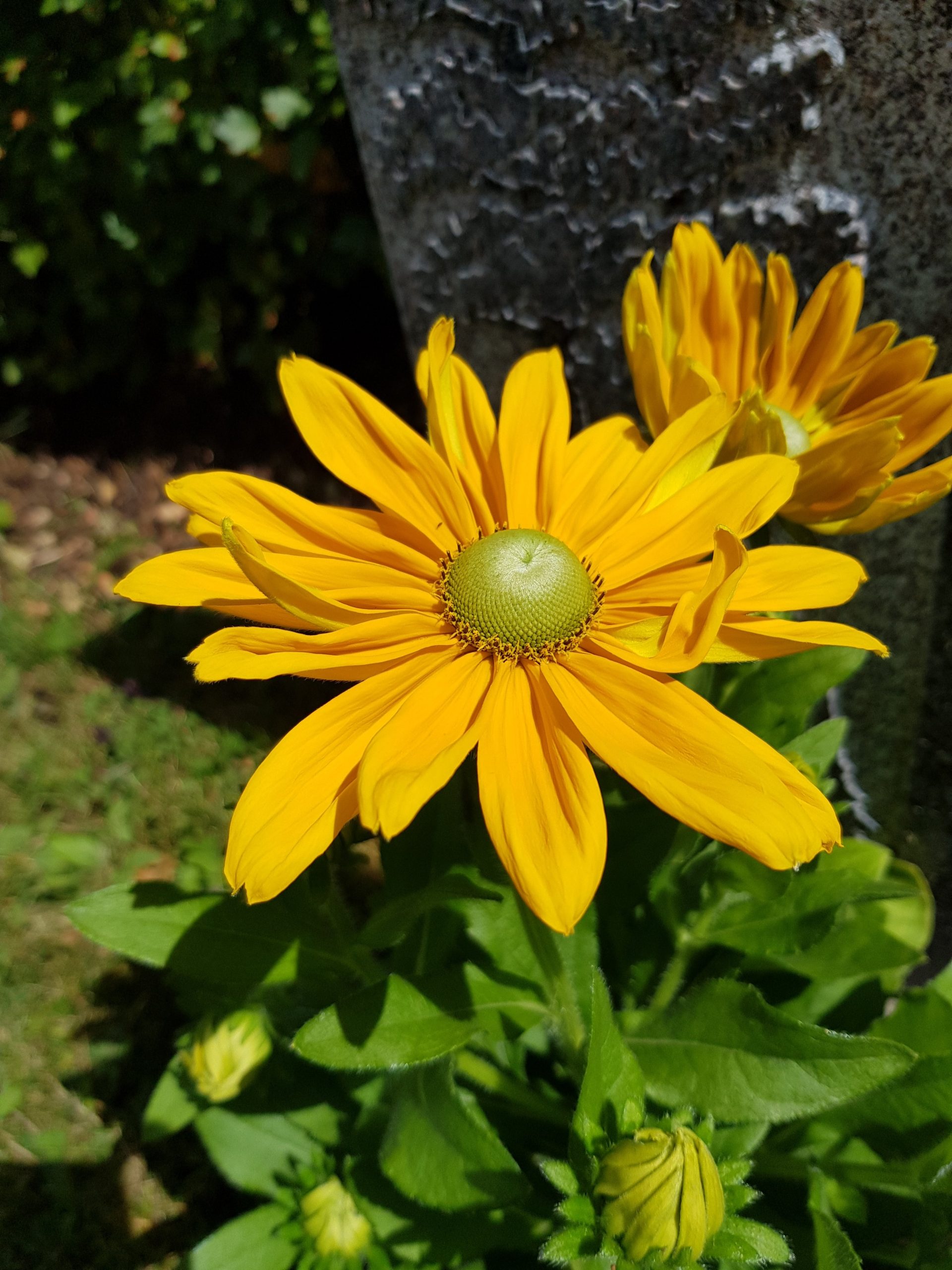 Så får du en prunkande och vacker blomsterrabatt