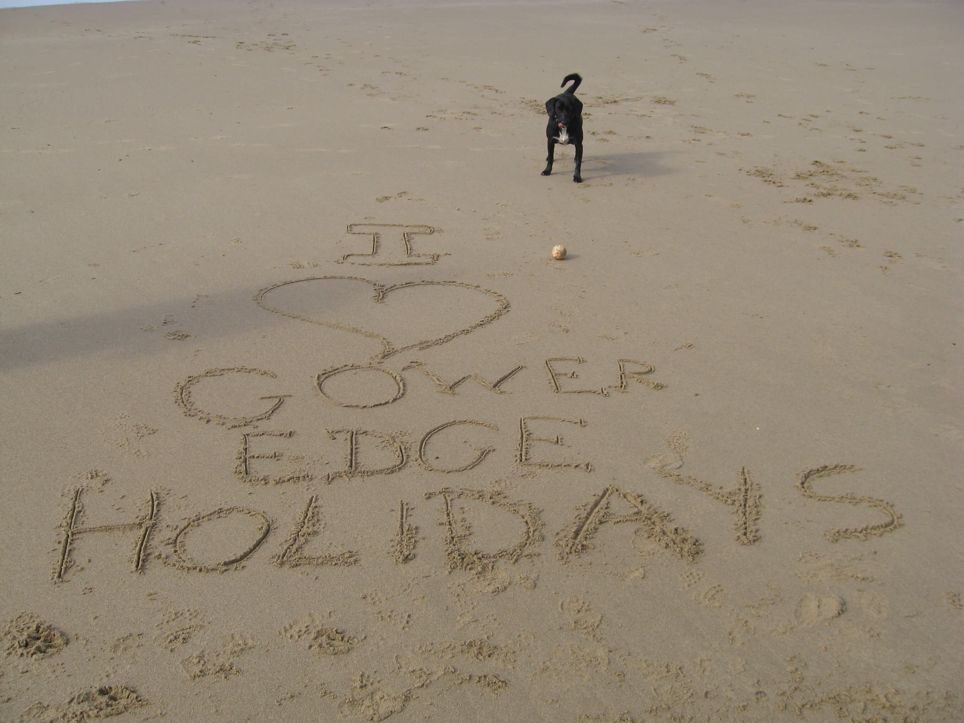 Rush, our dog, advertising Gower Edge Holidays on the beach