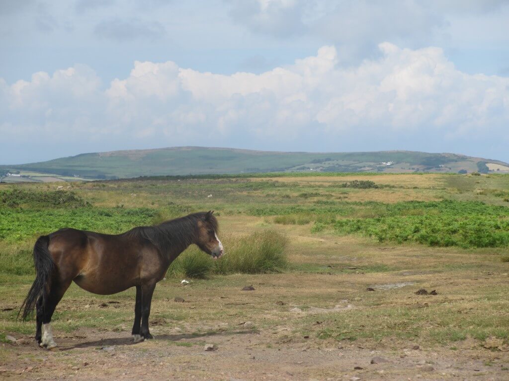 Pony at Cefy Bryn - Gower Peninsula