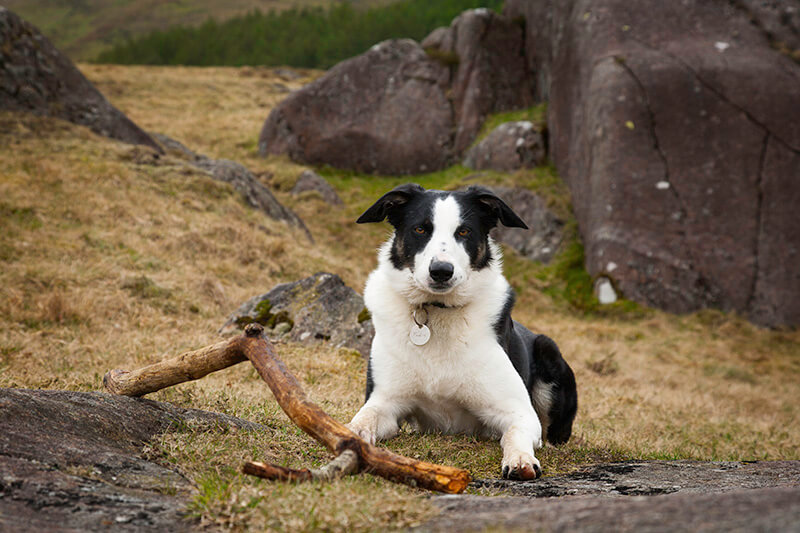 sheepdog on the beach with a stick © Crown copyright (2014) Visit Wales.