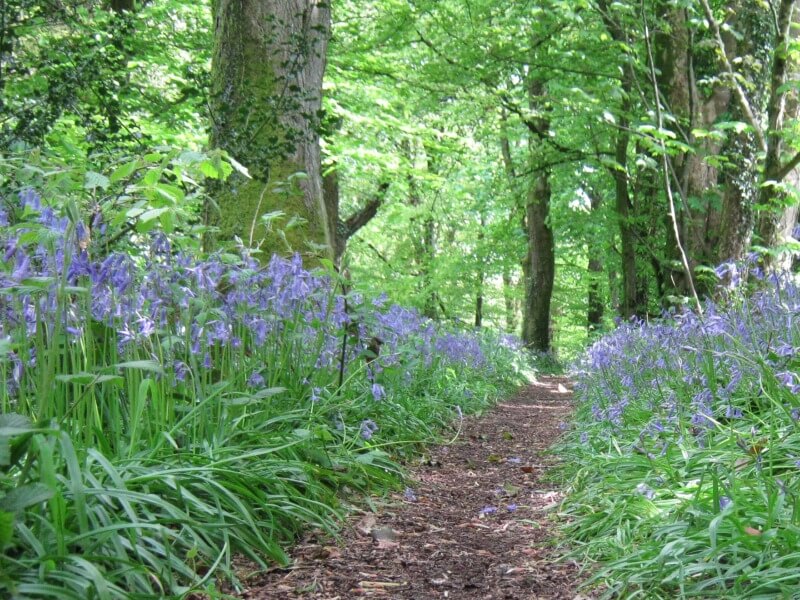 Pathway through the bluebells, Clyne Woods Swansea Bay