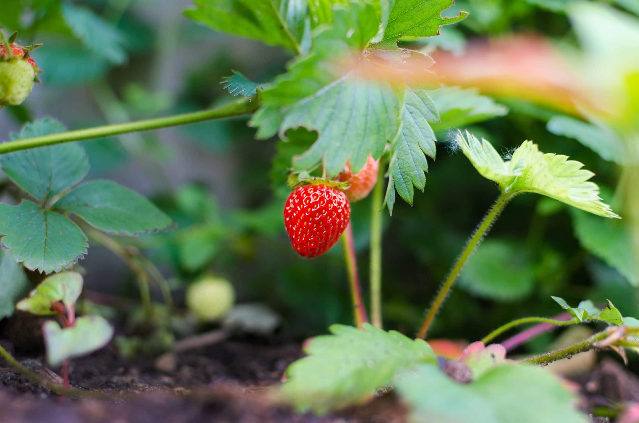 Gartenpflege von obstpflanzen