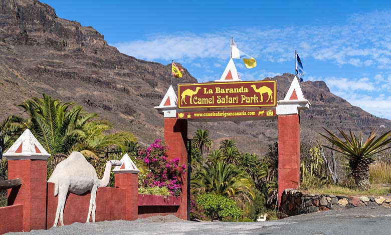 Kamel safaripark Gran Canaria