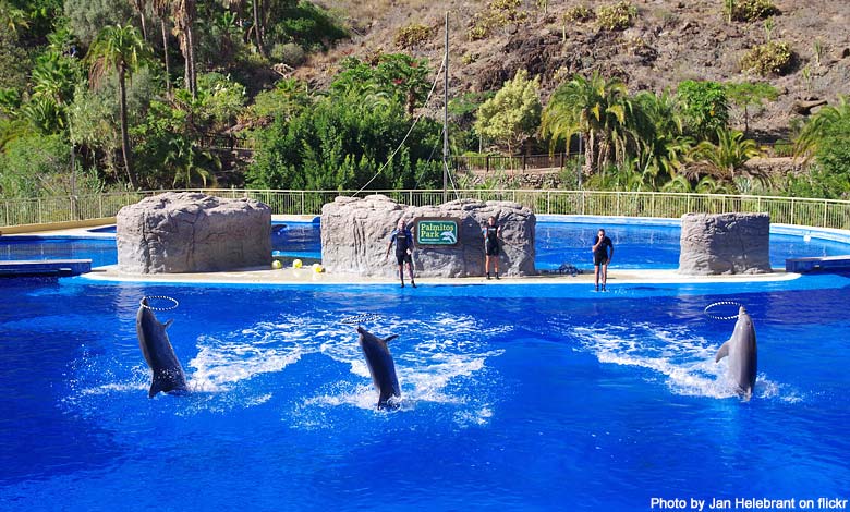 Palmitos Park delfiner