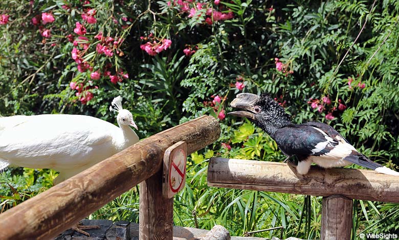 Palmitos Park vogels