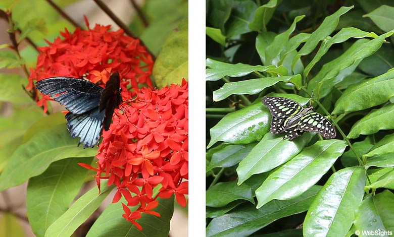 Palmitos Park butterflies