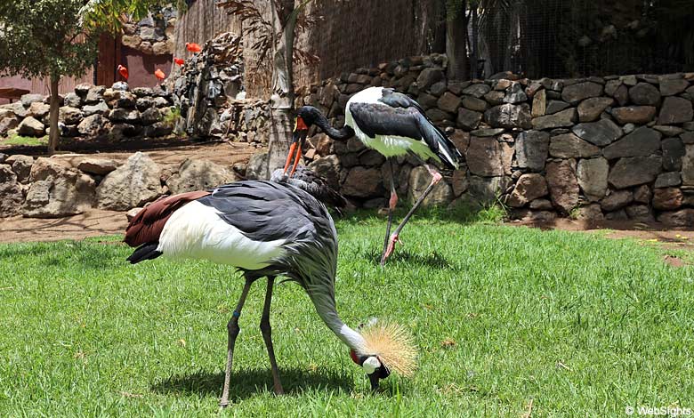 Palmitos Park Gran Canaria