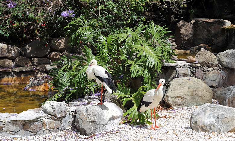 Stork