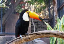 Palmitos Park ist einer der beliebtesten Touristenattraktionen Gran Canarias.