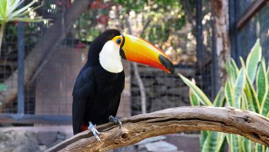 Palmitos Park ist einer der beliebtesten Touristenattraktionen Gran Canarias.