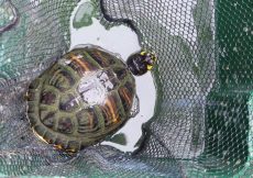 19 3 fauna 2017 07 04 Geelwangschildpad