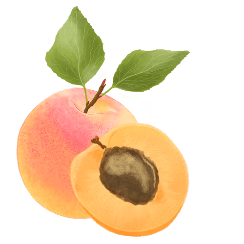 illustration av en aprikos