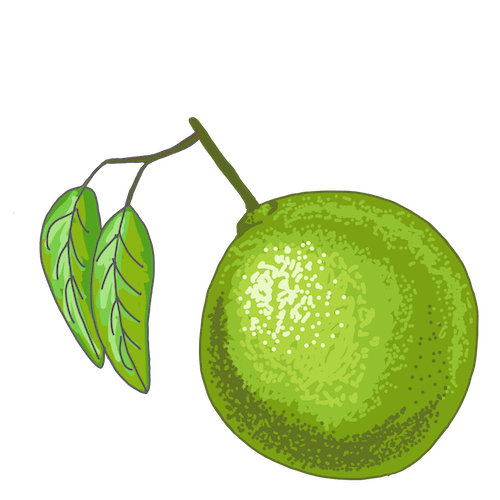 illustration av en lime