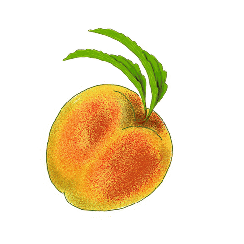 illustration av en persika