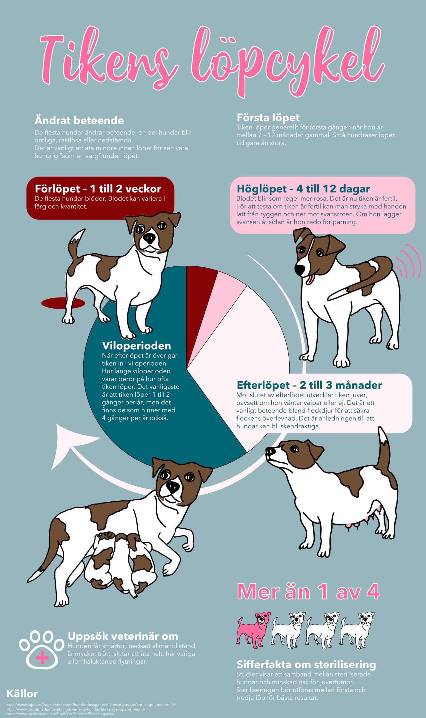 infographic över tikens löp cykel