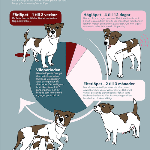 Infographic som visar Tikens löp cykel