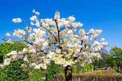 Keukenhof/blomsterparken