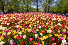 Keukenhof/blomsterparken