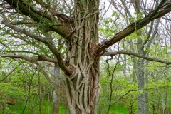 Mystiskt träd Stenshuvuds nationalpark