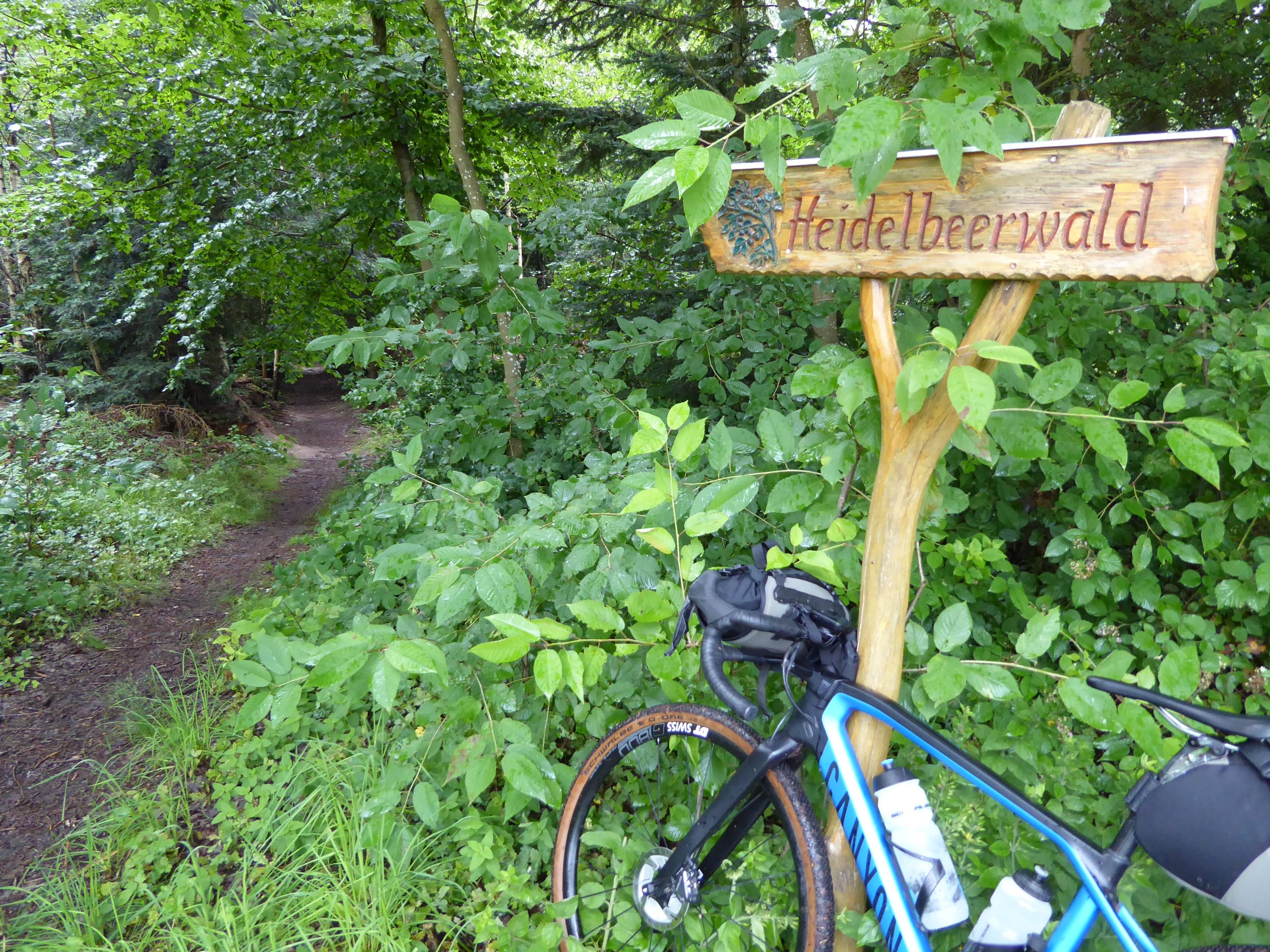 Bike-x-ing-Schwarzwald_Heidelbeerwald