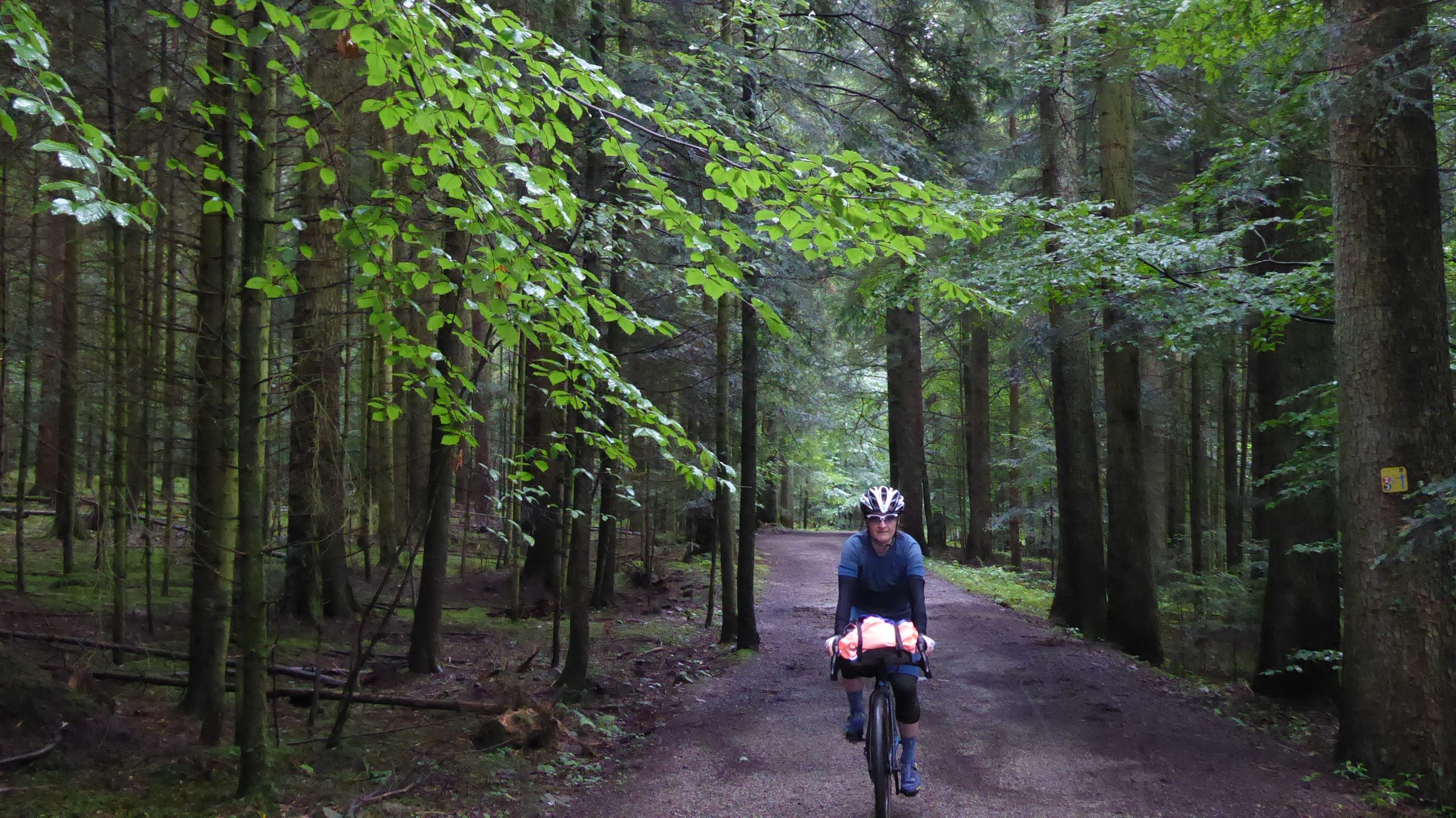Bike-x-ing-Schwarzwald_Wald