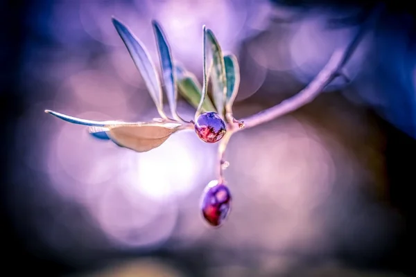 Macro shot of an Olive in the Olive yard | Ben Olive Mill
