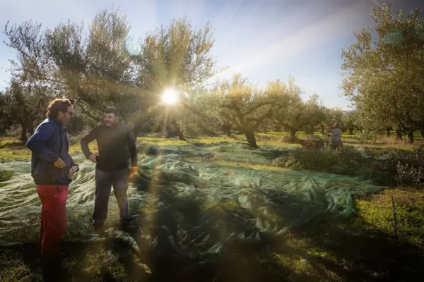 Olive Harvest late autumn | Ben Olive Mill