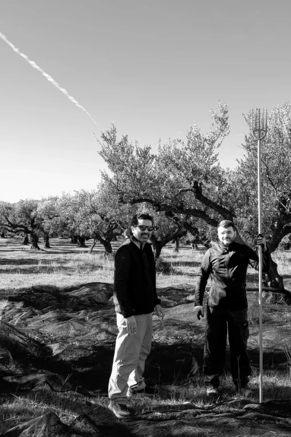 Pavlos Kaplanis in his olive yard, talking with of the harvest hands | Ben Olive Mill
