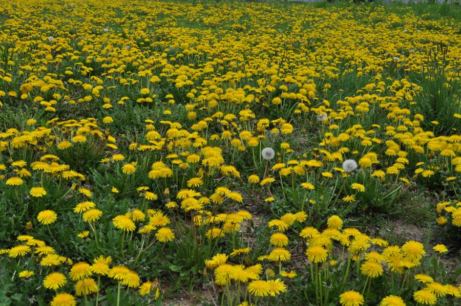 dandelion-edible-plants-for-a-natural-diet-mediterranean-tortoises