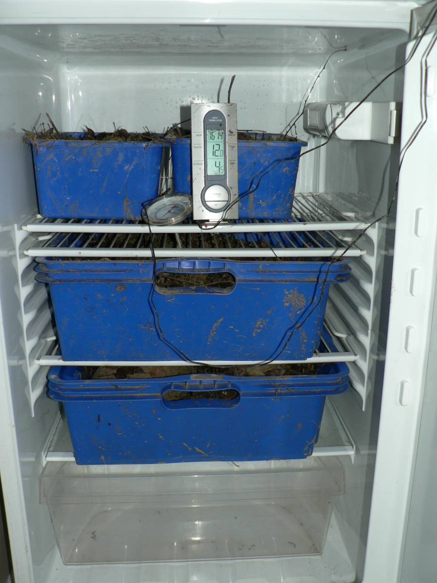 hibernation-mediterranean-tortoises-refrigerator-fridge