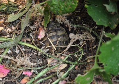 hibernation-of-mediterranean-tortoises-in-earth-turtle