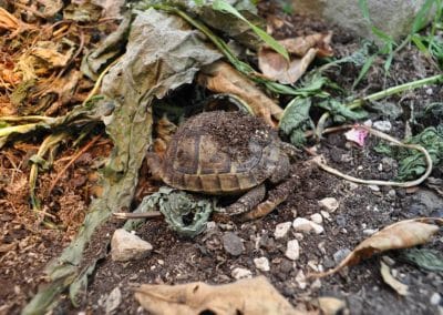 hibernation-of-mediterranean-tortoises-sleeping