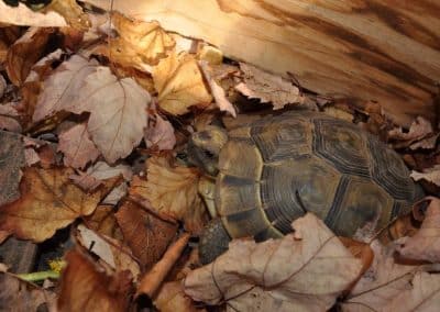 hibernation-of-mediterranean-tortoises-wake-up