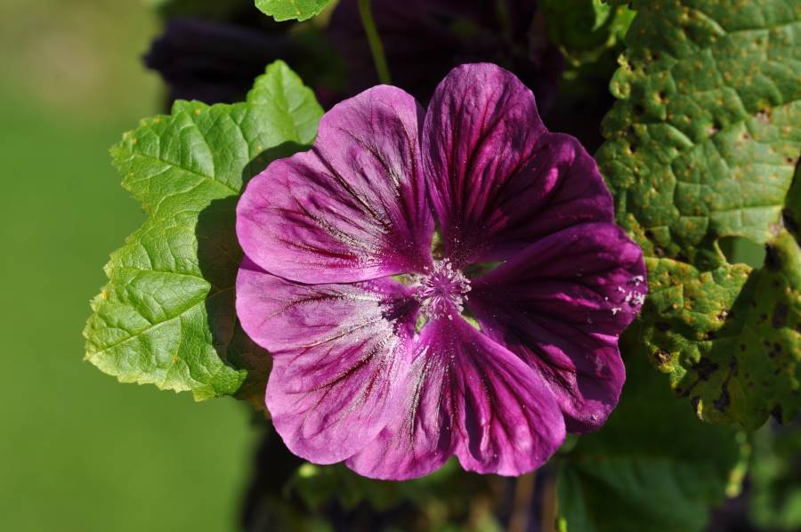 Edible plants for a natural diet