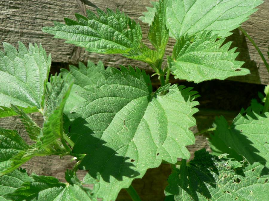 nettle-risotto-edible-plants-for-a-natural-diet-mediterranean-tortoises