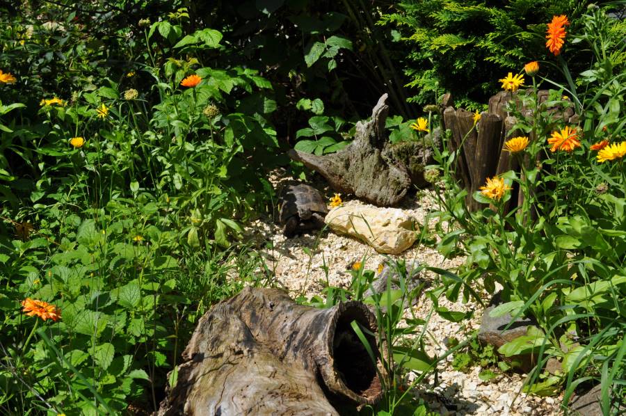 outdoor-enclosured-mediterranean-tortoises-greek