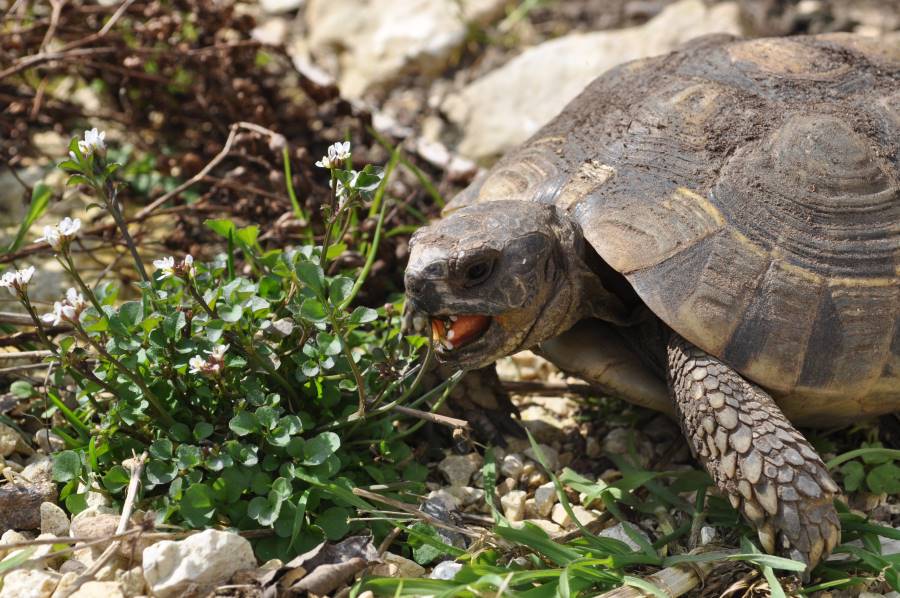 outdoor enclosured mediterranean tortoises-turtle